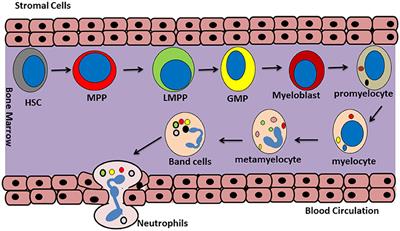 Update on Neutrophil Function in <mark class="highlighted">Severe Inflammation</mark>